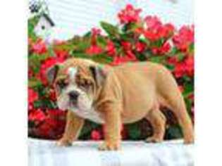 Bulldog Puppy for sale in Morgantown, PA, USA