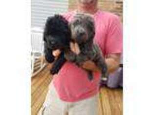Newfoundland Puppy for sale in Zalma, MO, USA
