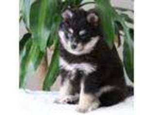 Siberian Husky Puppy for sale in Denver, PA, USA