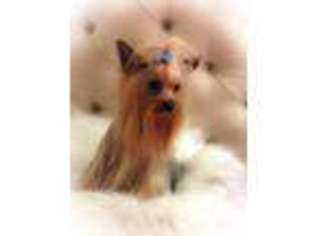 Yorkshire Terrier Puppy for sale in Jupiter, FL, USA