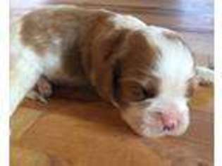 Cavalier King Charles Spaniel Puppy for sale in New Milton, WV, USA