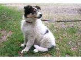 Collie Puppy for sale in Harris, MN, USA