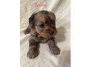 Yorkshire Terrier Puppy for sale in Elma, IA, USA