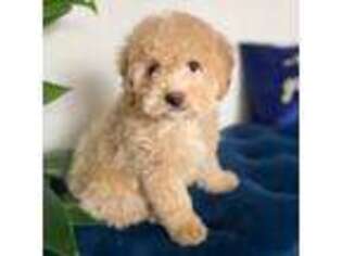 Cavapoo Puppy for sale in Dallas, TX, USA