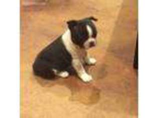Boston Terrier Puppy for sale in Sherman, TX, USA