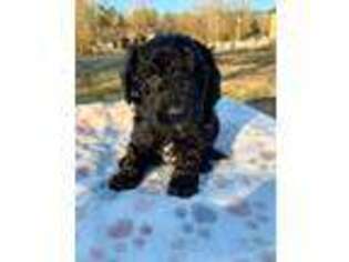 Goldendoodle Puppy for sale in Spring Branch, TX, USA