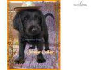 Labradoodle Puppy for sale in Chattanooga, TN, USA