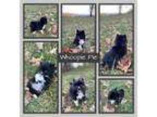 Mutt Puppy for sale in Brookfield, VT, USA