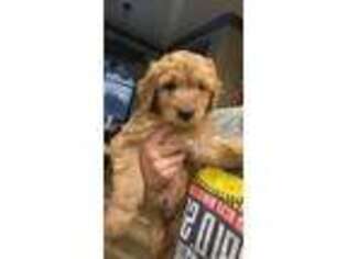 Goldendoodle Puppy for sale in Oklahoma City, OK, USA