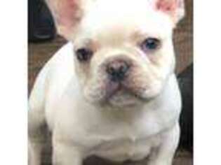 French Bulldog Puppy for sale in Dahlonega, GA, USA