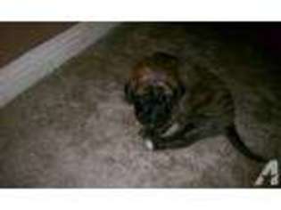 Mastiff Puppy for sale in TOLEDO, OH, USA