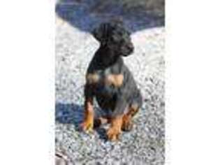 Doberman Pinscher Puppy for sale in Front Royal, VA, USA
