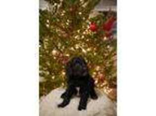 Goldendoodle Puppy for sale in Coatesville, PA, USA