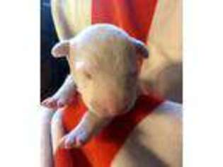 Bull Terrier Puppy for sale in Memphis, TN, USA