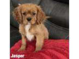 Cavalier King Charles Spaniel Puppy for sale in Rigby, ID, USA