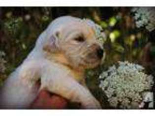 Labrador Retriever Puppy for sale in BROWNSVILLE, OR, USA