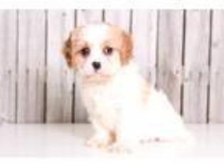 Cavachon Puppy for sale in Butler, OH, USA