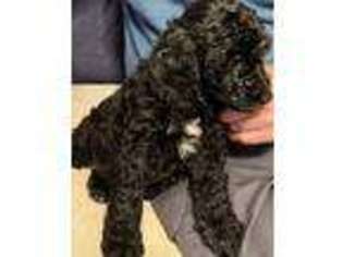 Labradoodle Puppy for sale in Orange, VA, USA