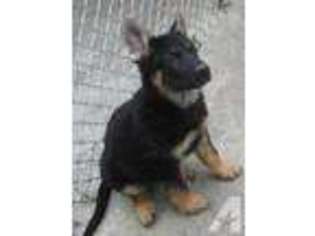 German Shepherd Dog Puppy for sale in BLOOMINGBURG, NY, USA