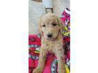 Goldendoodle Puppy for sale in Kendall, WI, USA