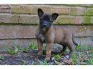 Belgian Malinois Puppy for sale in Missouri City, TX, USA
