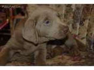 Labrador Retriever Puppy for sale in Lake Mills, IA, USA