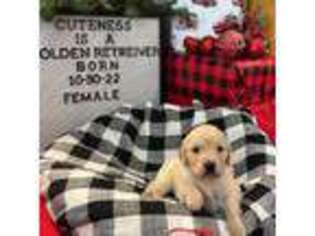 Golden Retriever Puppy for sale in Rose Hill, KS, USA