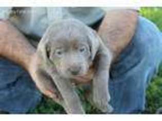 Labrador Retriever Puppy for sale in Elkton, KY, USA