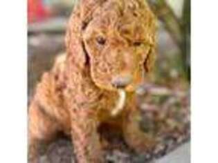 Labradoodle Puppy for sale in Penryn, CA, USA