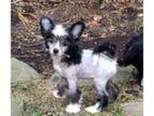 Chinese Crested Puppy for sale in Frankfort, IN, USA