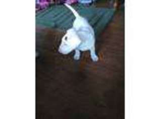 Bull Terrier Puppy for sale in Bolckow, MO, USA
