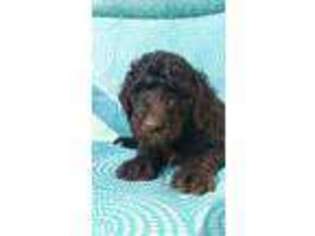 Goldendoodle Puppy for sale in Hartwell, GA, USA
