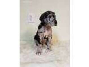 Great Dane Puppy for sale in Seminole, OK, USA