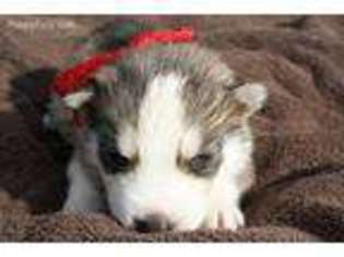 Siberian Husky Puppy for sale in Pembroke, NC, USA