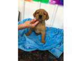 Labrador Retriever Puppy for sale in Croghan, NY, USA