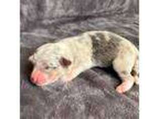 Cardigan Welsh Corgi Puppy for sale in Davis, OK, USA