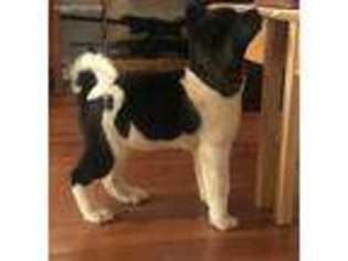 Akita Puppy for sale in Carey, OH, USA
