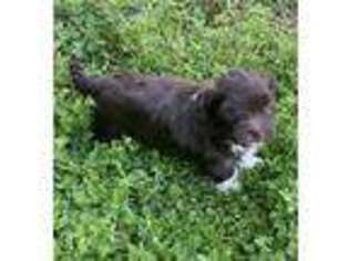 Havanese Puppy for sale in Mansfield, TX, USA