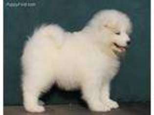 Samoyed Puppy for sale in Valrico, FL, USA