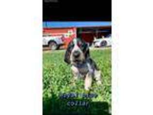 Bluetick Coonhound Puppy for sale in George West, TX, USA