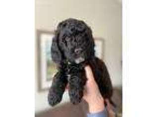 Goldendoodle Puppy for sale in Cottage Grove, MN, USA