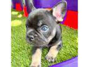 French Bulldog Puppy for sale in Orland, CA, USA