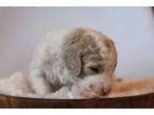 Goldendoodle Puppy for sale in Guyton, GA, USA