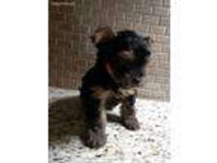 Yorkshire Terrier Puppy for sale in Rogersville, TN, USA