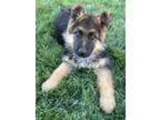 German Shepherd Dog Puppy for sale in Menifee, CA, USA