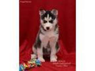 Siberian Husky Puppy for sale in Fresno, OH, USA