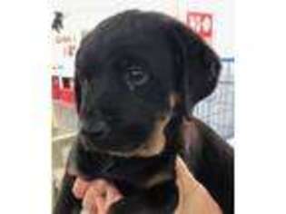 Rottweiler Puppy for sale in Homosassa, FL, USA