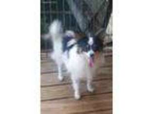 Papillon Puppy for sale in Marshall, TX, USA