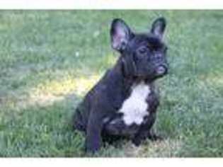 French Bulldog Puppy for sale in North Vernon, IN, USA
