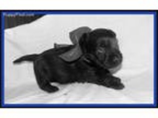 Scottish Terrier Puppy for sale in Keokee, VA, USA